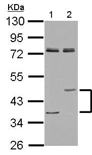 Western blot - Anti-Lysosomal acid lipase/LAL antibody (AB154356)
