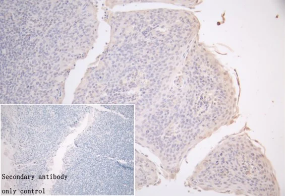 Immunohistochemistry (Formalin/PFA-fixed paraffin-embedded sections) - Anti-Lysosomal acid lipase/LAL antibody (AB236736)
