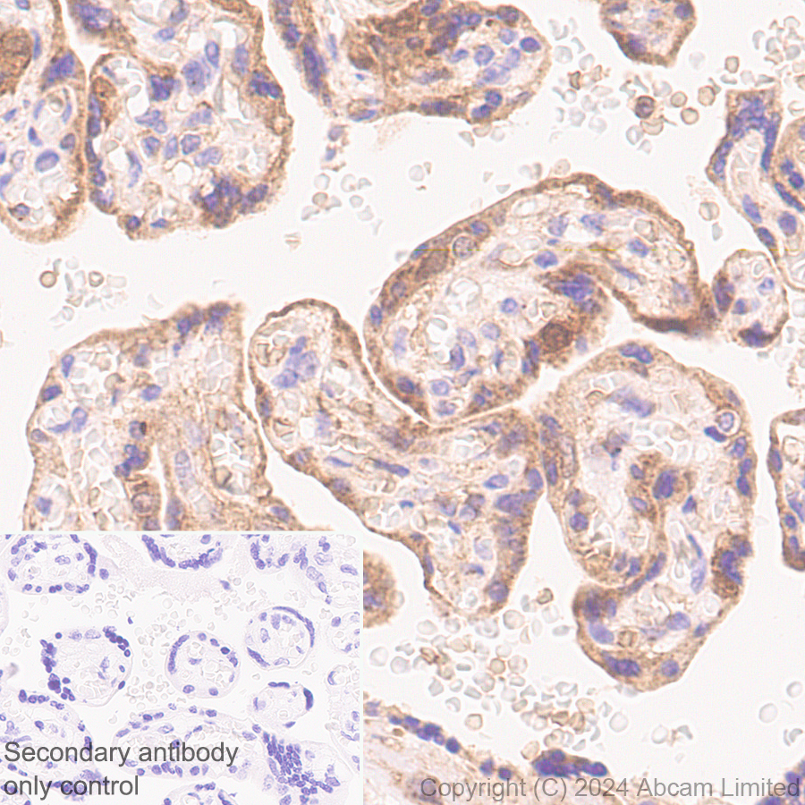 Immunohistochemistry (Formalin/PFA-fixed paraffin-embedded sections) - Anti-Lysosomal acid lipase/LAL antibody [EPR29160-155] (AB323282), expandable thumbnail