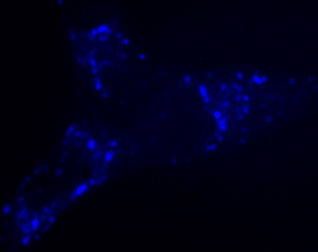 Immunocytochemistry/ Immunofluorescence - Lysosomal Staining Kit - Blue Fluorescence - Cytopainter (AB112135), expandable thumbnail