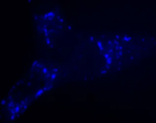 Immunocytochemistry/ Immunofluorescence - Lysosomal Staining Kit - Blue Fluorescence - Cytopainter (AB112135)