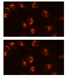 Fluorescence Microscopy - Lysosomal Staining Kit - Deep Red - Cytopainter (AB138896), expandable thumbnail
