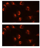 Fluorescence Microscopy - Lysosomal Staining Kit - Deep Red - Cytopainter (AB138896)