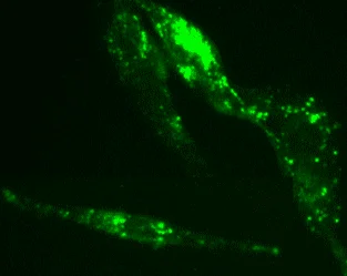 Fluorescence Microscopy - Lysosomal Staining Kit - Green Fluorescence - Cytopainter (AB112136)