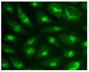Immunocytochemistry/ Immunofluorescence - Lysosomal Staining Kit - Green Fluorescence (Ex405nm) - Cytopainter (AB112138), expandable thumbnail