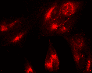 Fluorescence Microscopy - Lysosomal Staining Kit - Red Fluorescence - Cytopainter (AB112137), expandable thumbnail