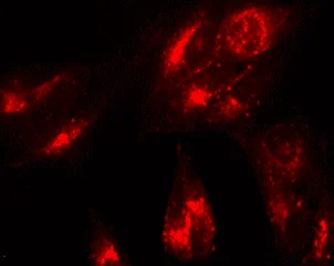 Fluorescence Microscopy - Lysosomal Staining Kit - Red Fluorescence - Cytopainter (AB112137)