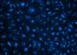Fluorescence Microscopy - Lysosomal Staining Reagent - Blue - Cytopainter (AB176825)