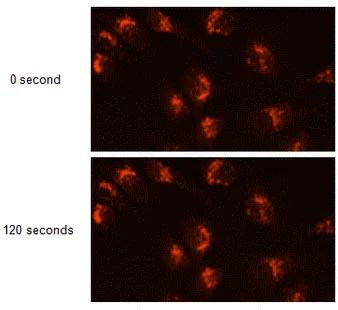 Fluorescence Microscopy - Lysosomal Staining Reagent - Deep Red - Cytopainter (AB176829)