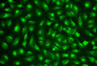 Fluorescence Microscopy - Lysosomal Staining Reagent - Green - Cytopainter (AB176826)