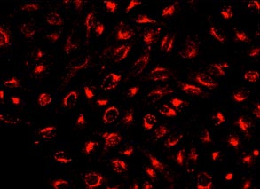 Fluorescence Microscopy - Lysosomal Staining Reagent - NIR - Cytopainter (AB176824), expandable thumbnail