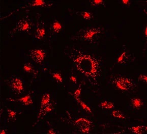Fluorescence Microscopy - Lysosomal Staining Reagent - Orange - Cytopainter (AB176827)