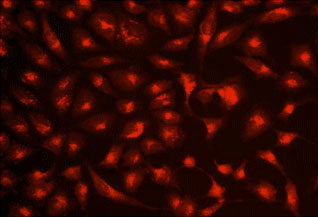 Fluorescence Microscopy - Lysosomal Staining Reagent - Red - Cytopainter (AB176828), expandable thumbnail