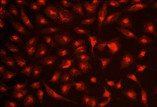 Fluorescence Microscopy - Lysosomal Staining Reagent - Red - Cytopainter (AB176828)