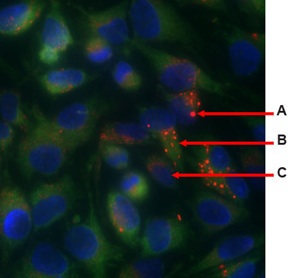 Fluorescence Microscopy - Lysosome/ER/Nuclear Staining Reagent - Cytopainter (AB139488), expandable thumbnail