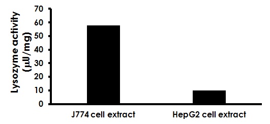 Functional Studies - Lysozyme Activity Assay Kit (Fluorometric) (AB211113), expandable thumbnail