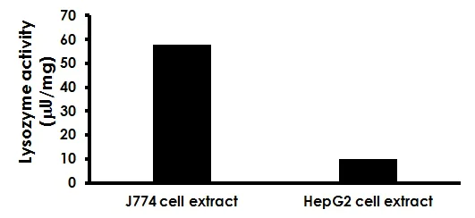 Functional Studies - Lysozyme Activity Assay Kit (Fluorometric) (AB211113)