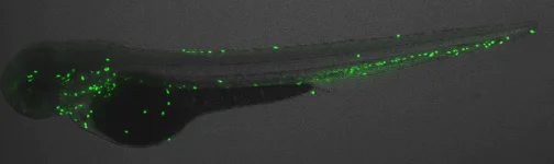 IHC - Wholemount - Anti-Lysozyme antibody (AB229657)
