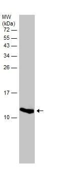 Western blot - Anti-Lysozyme antibody (AB229657)