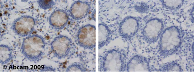 Immunohistochemistry (Formalin/PFA-fixed paraffin-embedded sections) - Anti-Lysozyme antibody (AB2408)