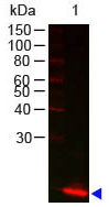 Western blot - Anti-Lysozyme antibody (AB34799)