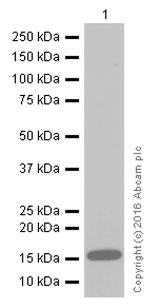 Western blot - Anti-Lysozyme antibody [EPR2994(2)] (AB108508)