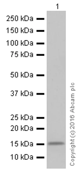 Western blot - Anti-Lysozyme antibody [EPR2994(2)] (AB108508)