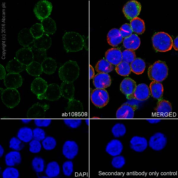 Immunocytochemistry/ Immunofluorescence - Anti-Lysozyme antibody [EPR2994(2)] - BSA and Azide free (AB185129), expandable thumbnail