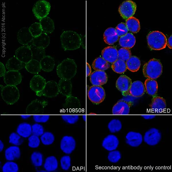 Immunocytochemistry/ Immunofluorescence - Anti-Lysozyme antibody [EPR2994(2)] - BSA and Azide free (AB185129)