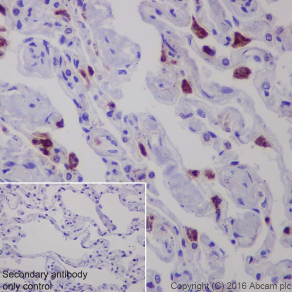 Immunohistochemistry (Formalin/PFA-fixed paraffin-embedded sections) - Anti-Lysozyme antibody [EPR2994(2)] - BSA and Azide free (AB185129), expandable thumbnail