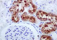 Immunohistochemistry (Formalin/PFA-fixed paraffin-embedded sections) - Anti-Lysozyme antibody [EPR2994(2)] - BSA and Azide free (AB185129)