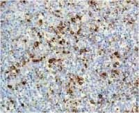 Immunohistochemistry (Formalin/PFA-fixed paraffin-embedded sections) - Anti-Lysozyme antibody [EPR2994(2)] - BSA and Azide free (AB185129)