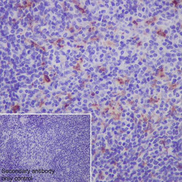 Immunohistochemistry (Formalin/PFA-fixed paraffin-embedded sections) - Anti-Lysozyme antibody [EPR2994(2)] - BSA and Azide free (AB185129), expandable thumbnail