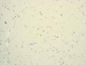 Immunohistochemistry (Formalin/PFA-fixed paraffin-embedded sections) - Anti-Lysozyme antibody [EPR2994(2)] - BSA and Azide free (ab185129), expandable thumbnail