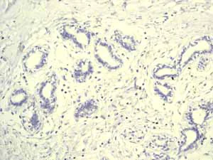 Immunohistochemistry (Formalin/PFA-fixed paraffin-embedded sections) - Anti-Lysozyme antibody [EPR2994(2)] - BSA and Azide free (AB185129)