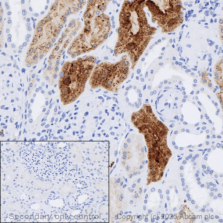 Immunohistochemistry (Formalin/PFA-fixed paraffin-embedded sections) - Anti-Lysozyme antibody [EPR2994(2)] - BSA and Azide free (AB185129)
