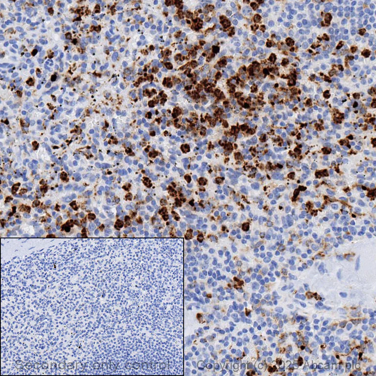 Immunohistochemistry (Formalin/PFA-fixed paraffin-embedded sections) - Anti-Lysozyme antibody [EPR2994(2)] - BSA and Azide free (AB185129)