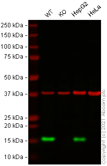Western blot - Anti-Lysozyme antibody [EPR2994(2)] - BSA and Azide free (AB185129), expandable thumbnail