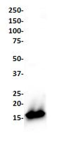Western blot - Anti-Lysozyme antibody [SP329] (AB223503)