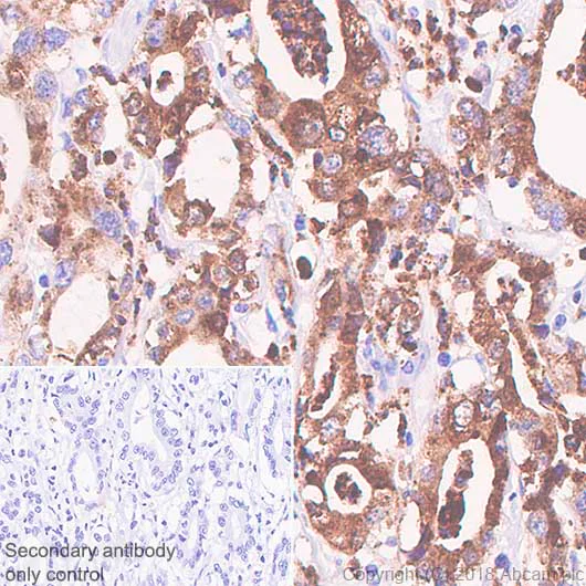 Immunohistochemistry (Formalin/PFA-fixed paraffin-embedded sections) - Anti-Lysozyme antibody [SP329] - BSA and Azide free (AB242420)