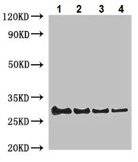 Western blot - Anti-Lysozyme C-1 antibody (AB234654)
