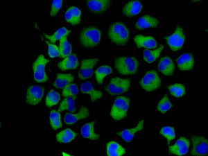 Immunocytochemistry/ Immunofluorescence - Anti-LysRS antibody [EPR7920] - BSA and Azide free (AB248725)