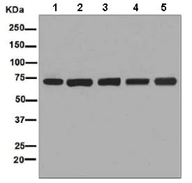 Western blot - Anti-LysRS antibody [EPR7921] (AB129080)