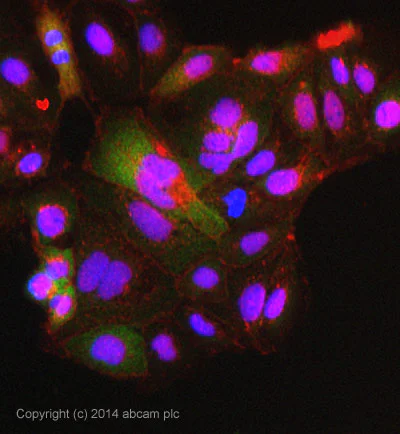 Immunocytochemistry/ Immunofluorescence - Anti-LysRS antibody [EPR7921] - BSA and Azide free (AB248286)