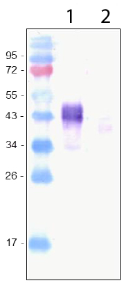 Western blot - Anti-LYVE1 antibody (AB10278), expandable thumbnail