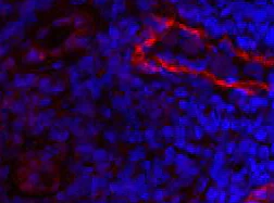 Immunohistochemistry (Frozen sections) - Anti-LYVE1 antibody (AB36993)