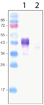 Western blot - Anti-LYVE1 antibody (AB36993)