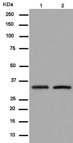 Western blot - Anti-LYVE1 antibody [EPR13067(2)] - BSA and Azide free (AB250659)