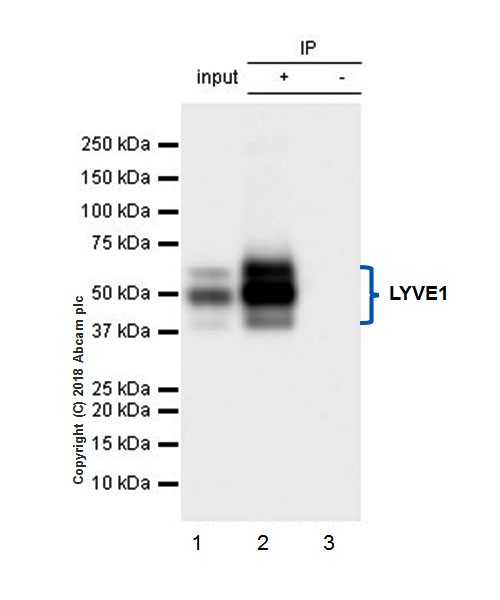 Immunoprecipitation - Anti-LYVE1 antibody [EPR21771] (AB218535), expandable thumbnail