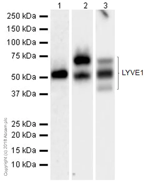 Western blot - Anti-LYVE1 antibody [EPR21771] (AB218535)